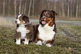 BERGER AUSTRALIEN - ADULT & PUPPY 047
